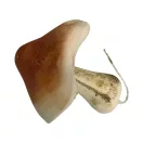 Gomba, barna 6x5 cm
