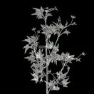 29 karácsonyi gally Pezsgő 78 cm