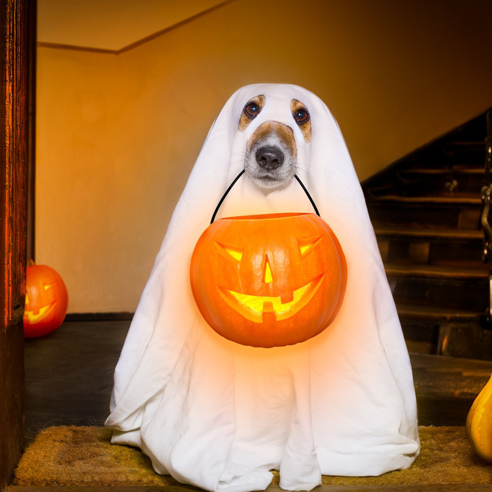 Halloween ünneplés stílusosan