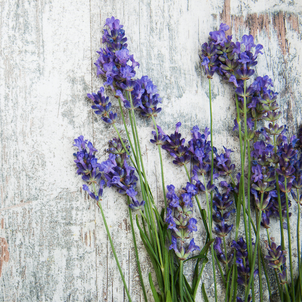 Az univerzális levendula a lakásban 